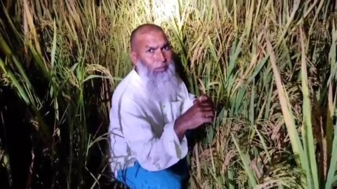 ধানখেতে লুকিয়েও শেষ রক্ষা হলো না আওয়ামী লীগ নেতার