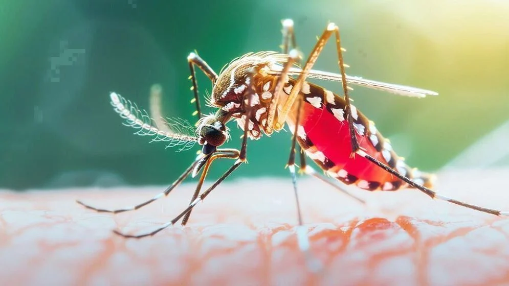 ডেঙ্গুতে আরও ৭ মৃত্যু, হাসপাতালে ভর্তি ১ হাজার ৫৯৩ জন