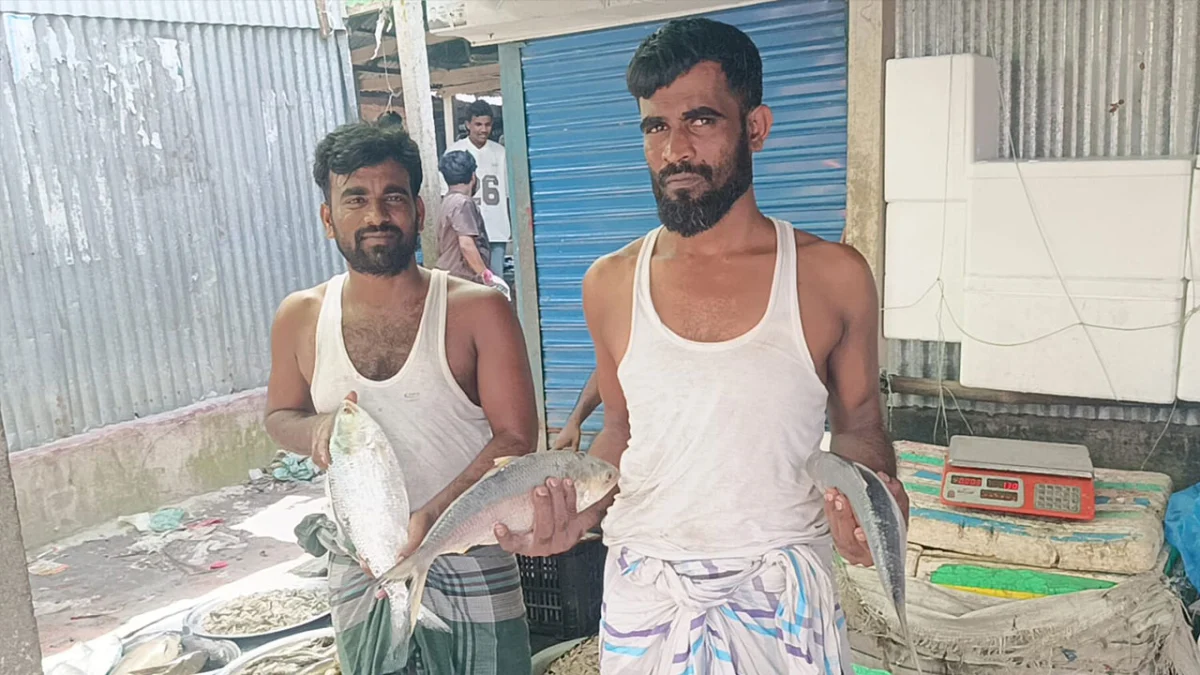 ভরা মৌসুমেও নদীতে ইলিশের টান, বাজারে চড়া দাম