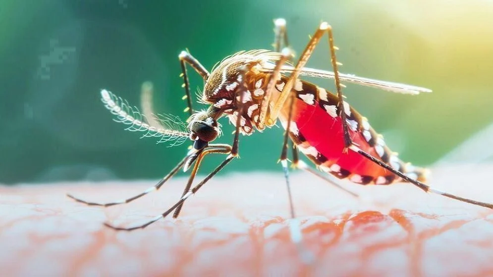ডেঙ্গুতে এক দিনে ৫ মৃত্যু, হাসপাতালে ভর্তি ১ হাজার ৮৭২