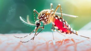 ডেঙ্গুতে আরও ৭ মৃত্যু, হাসপাতালে ভর্তি ১ হাজার ৫৯৩ জন